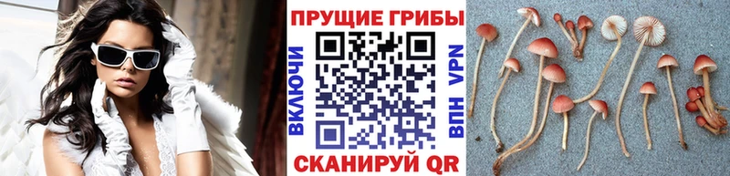 продажа наркотиков  Шагонар  Галлюциногенные грибы Magic Shrooms 